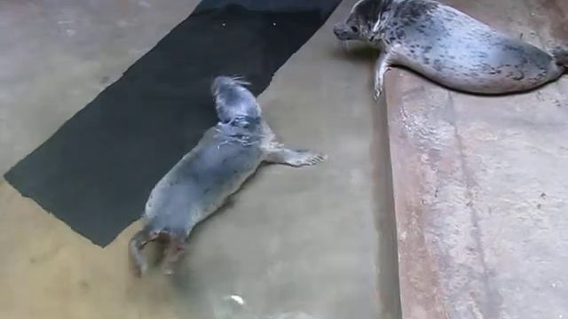 Серые тюлени смотреть онлайн