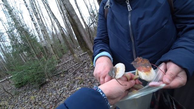 Строфария сине-зеленая. 5 ноября 2022. Пермь. смотреть онлайн