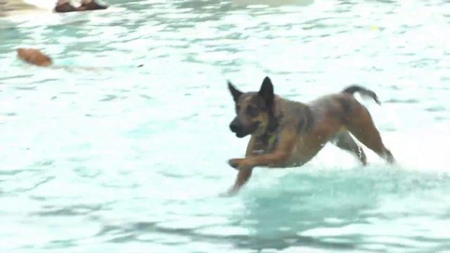 Splish Splash Doggie Bash at Piedmont Park смотреть онлайн