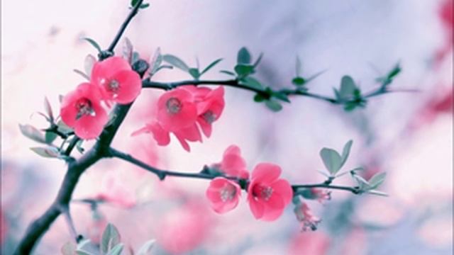 Life Is A Flower - Ace Of Base (lyrics) смотреть онлайн
