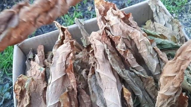 Снимаем табак после сушки смотреть онлайн