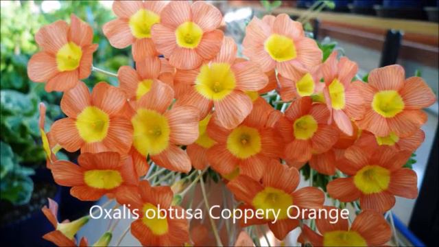 Oxalis Obtusa Coppery Orange
