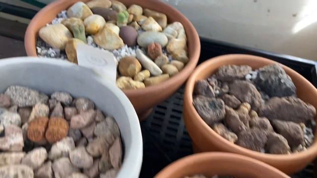 A Look at Some of the Cacti and Succulents on the Front Verandah смотреть онлайн