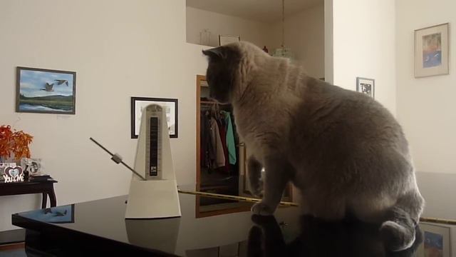 The Cat and The Metronome смотреть онлайн