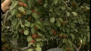 Какие груши дадут в Сибири прекрасный урожай?