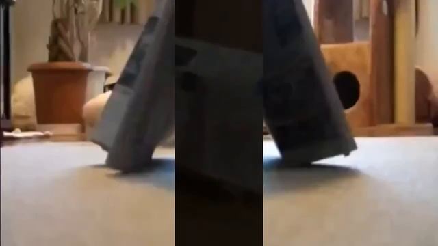 The cat climbed into a paper house // Кот залез в бумажный домик смотреть онлайн