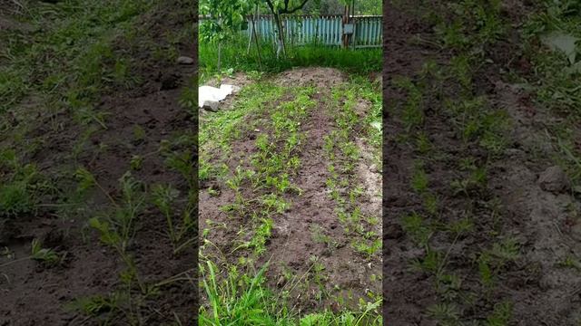 морковь в июне - прореживание, подкормка, борьба с морковной мухой смотреть онлайн