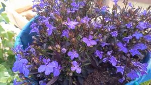 ЛОБЕЛИЯ  Когда и как  обрезать  лобелию чтобы росла пышно и красиво