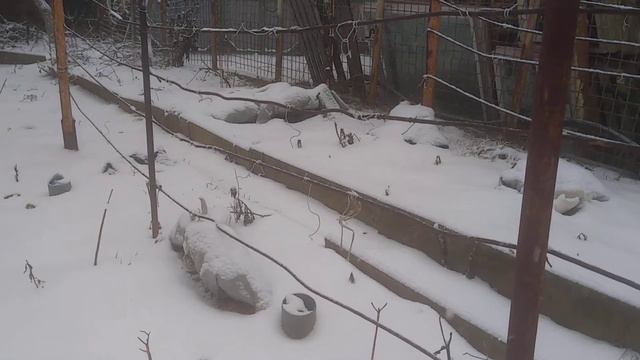 Виноград в Подмосковье на 02.01.2020 наконец то снег укрыл кусты смотреть онлайн