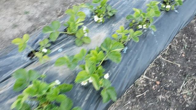 Подкормил свои растения на участке. смотреть онлайн