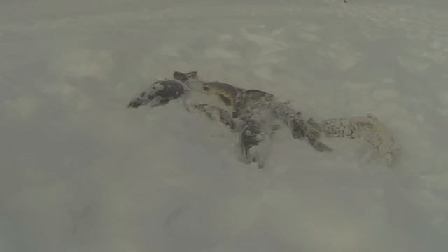 Зимняя рыбалка жерлицы о Лесное Новый Уренгой смотреть онлайн