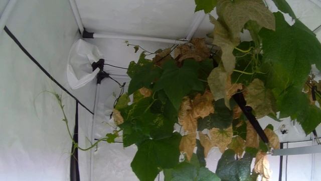 Почему я отсадил мелиссу, что нового с другими растениями