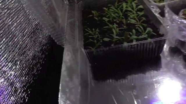 ФИТОЛАМПА СВОИМИ РУКАМИ. смотреть онлайн