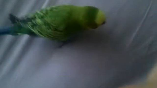 Обнаглевший попугай! смотреть онлайн