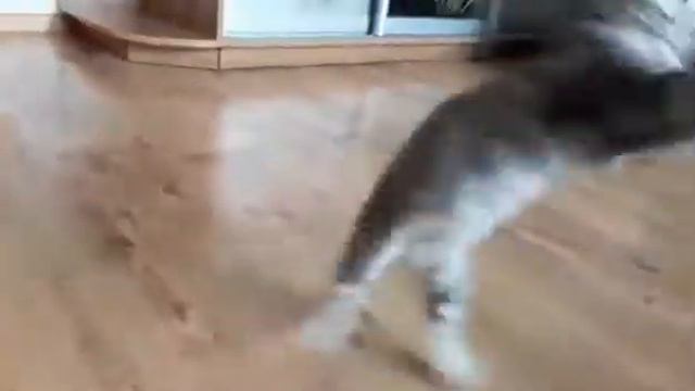 Котенок скоттиш страйт Amigo, 2 месяца, Киев смотреть онлайн