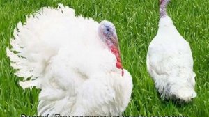 Бройлерные индюки