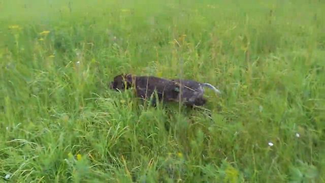 109 Курцхаар Ричард 5-месяцев смотреть онлайн