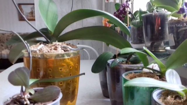 Цетакининовые ДЕТКИ ! ИТОГ ! 🌱🌸 смотреть онлайн