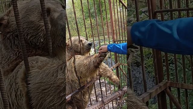 Дрессированный медведь на Хаджохской теснине. Адыгея смотреть онлайн