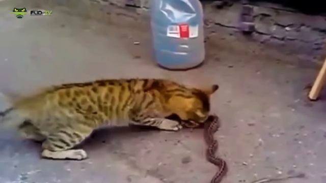 Merinding !!! Pertarungan Sengit Kucing Versus Ular смотреть онлайн