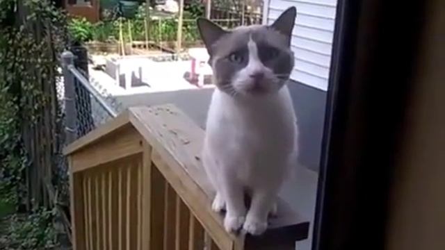 hallucinant ,du jamais vue , un chat qui parle смотреть онлайн