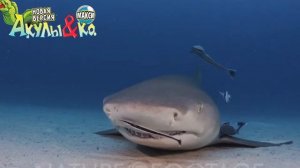 Deagostini АКУЛЫ и КО МАКСИ ТИГРОВАЯ АКУЛА Деагостини распаковка Liska Show