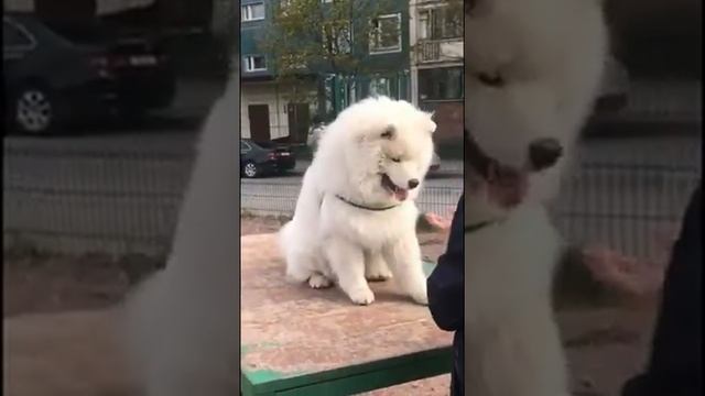 Шикарный огромный САМОЕД (щенок 10 мес) занимается с кинологом| Amazing Puppy (10m) samoyed trainin смотреть онлайн