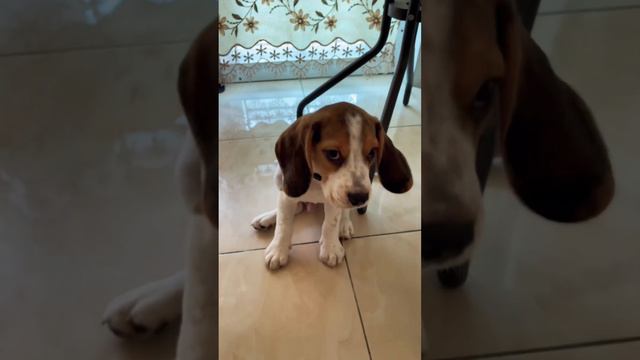 #beagle #cutedog #dog #puppy #pets смотреть онлайн