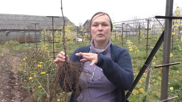 Подрезка корней винограда при посадке. Корни у саженцев с ОКС и ЗКС смотреть онлайн