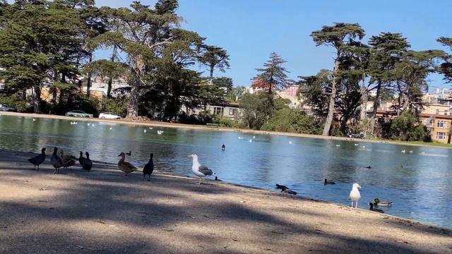 Сан Франциско GOLDEN GATE PARK смотреть онлайн