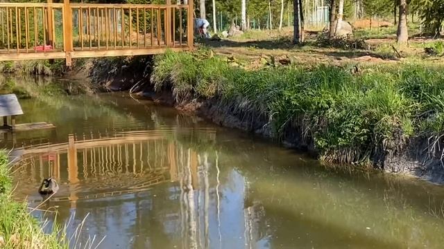 5 минут релаксации) Утки на Хуанхэ смотреть онлайн