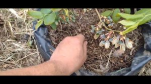 Голубика весной, Подкисление и уход, Антихрущ