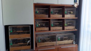 Канарейки. Содержание  молодых кенаров.