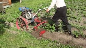 Окучивание картошки мотоблоком