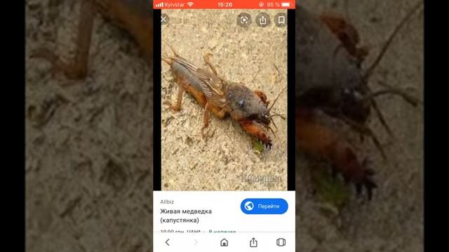 Чем таракан отличается от капустянка