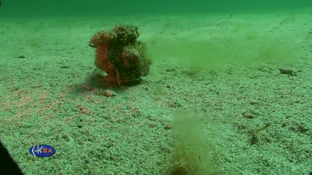 Footprints on the sand: Rapana whelk - Кто здесь ходил: Рапана смотреть онлайн