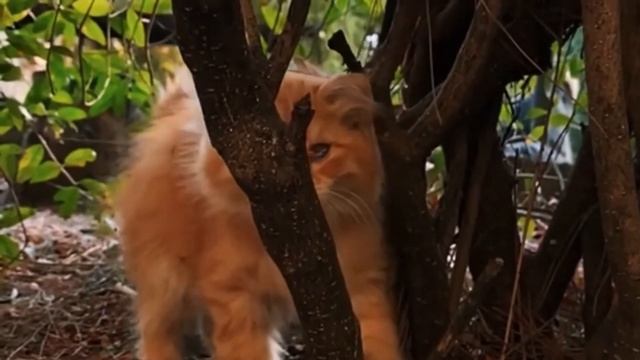 Очень трогательное видео про маленького, рыжего котёнка. смотреть онлайн