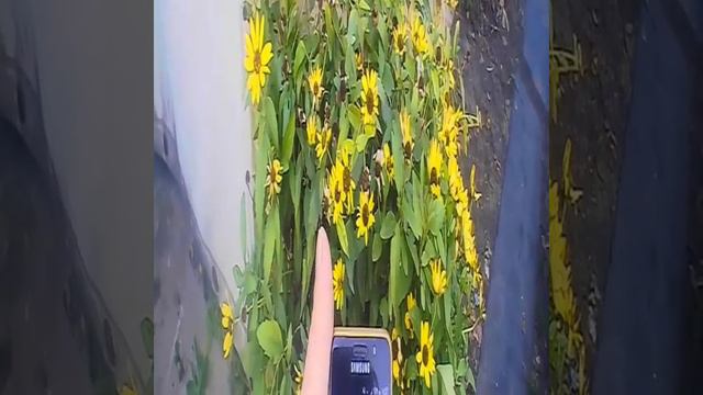 Кометы: Ночное светошествие