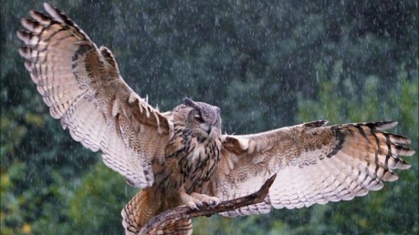 Flying Free – Flute and Piano