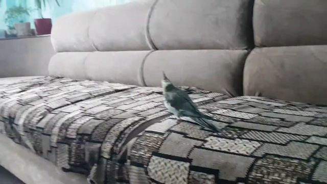 Корелла играет с детьми смотреть онлайн