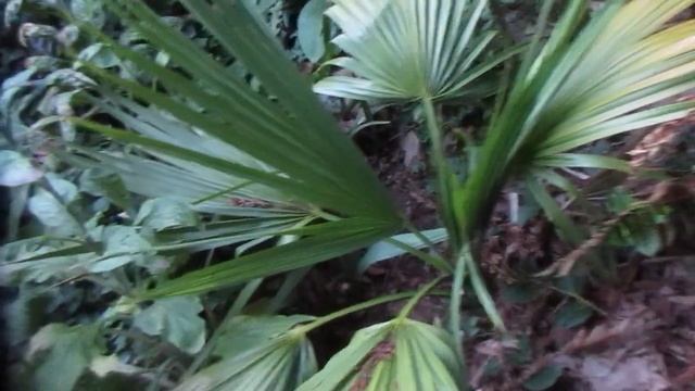 Sabal Palm from Dominican Republic in our garden / Canada смотреть онлайн