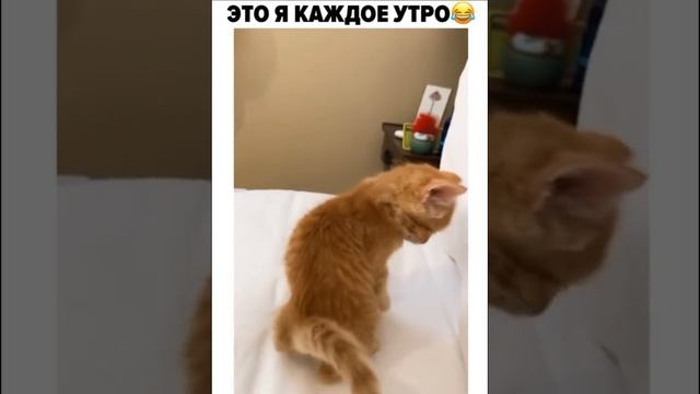 Доброе утро