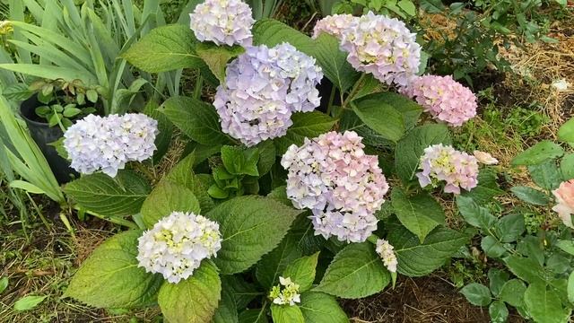 #Макрофила#Крупнолистнаягортензия открытого грунта#БесконечноеЛето#сорт#Байлмер#цветение#сезон2021 смотреть онлайн