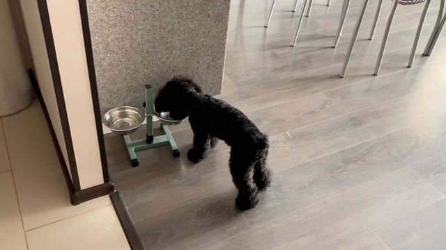 МОЙ ДЕНЬ С СОБАКОЙ/ПУДЕЛЬ/ КАПУЧИНО В ДОМАШНИХ УСЛОВИЯХ/КУПАЮ ЩЕНКА/ПЛОВ смотреть онлайн