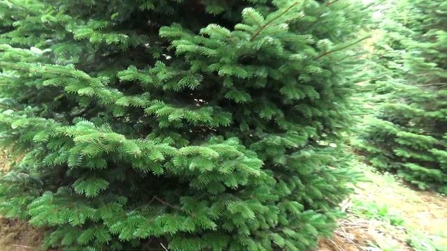 Пихта Нордмана (срубленная новогодняя пихта)  11552