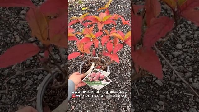 QUICK FIRE FAB® Hydrangea paniculata ‘SMNHPM’ PPAF (Выносливая гортензия) смотреть онлайн