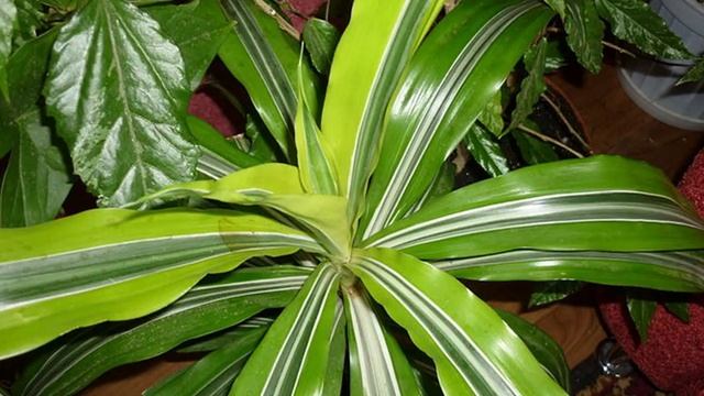 драцена и ее виды