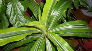 драцена и ее виды