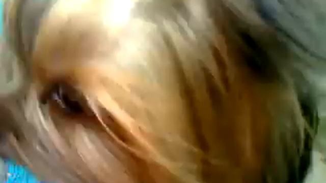 Сенька еще маленький. смотреть онлайн