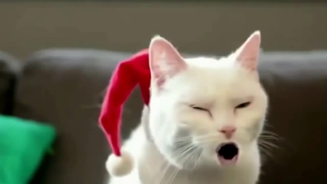 Наглая белка.  Cheeky Squirrel